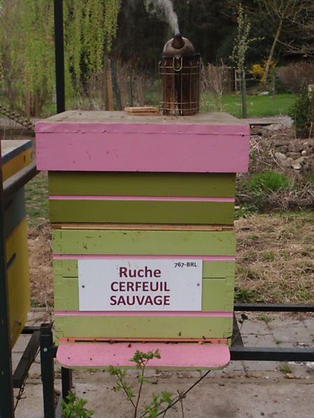 La ruche Cerfeuil sauvage