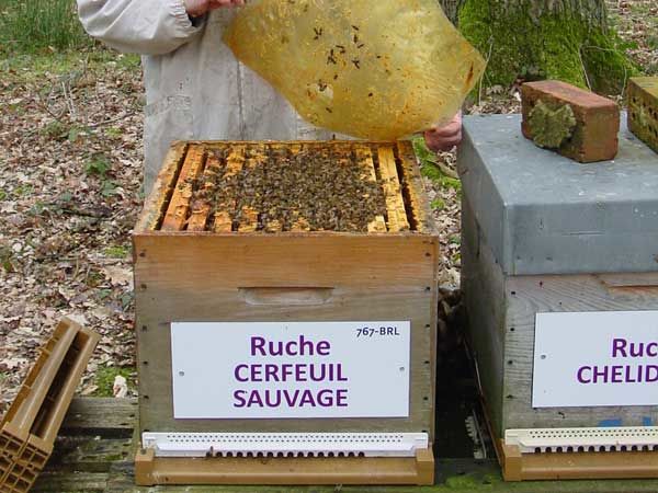 La ruche Cerfeuil sauvage