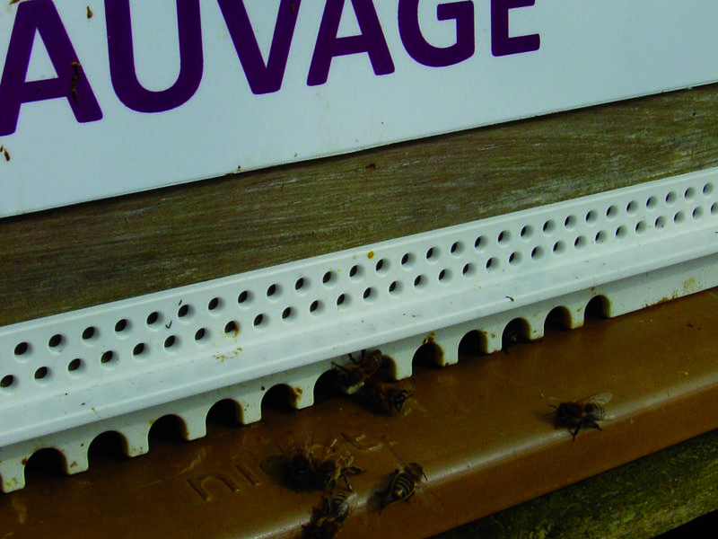 La ruche Cerfeuil sauvage