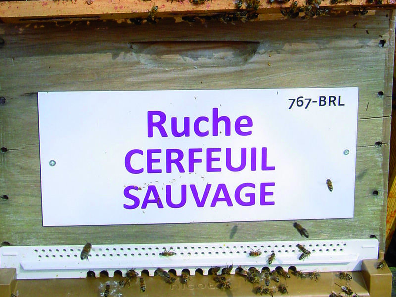 La ruche Cerfeuil sauvage