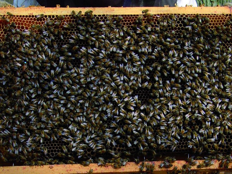 La ruche Cerfeuil sauvage