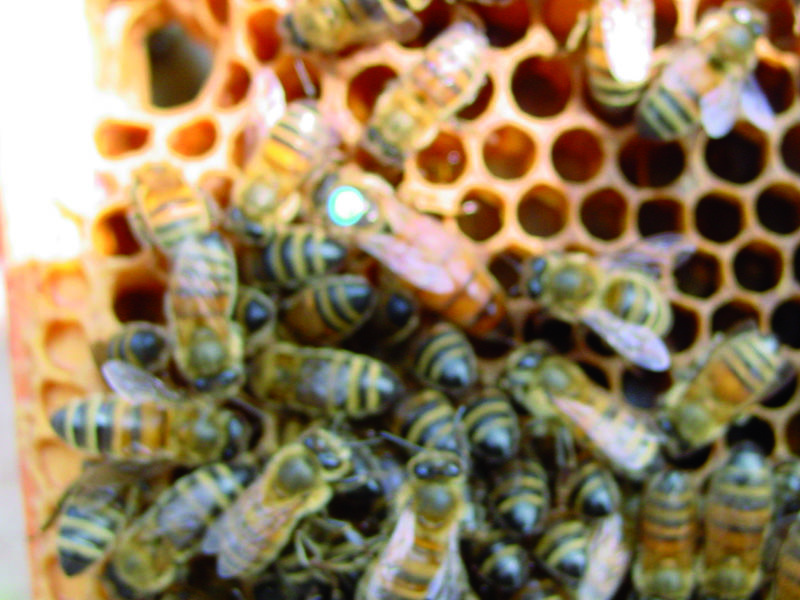 La ruche Cerfeuil sauvage