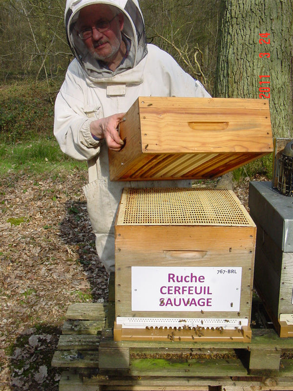 La ruche Cerfeuil sauvage