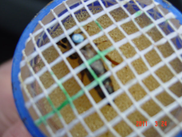 La ruche Cerfeuil sauvage