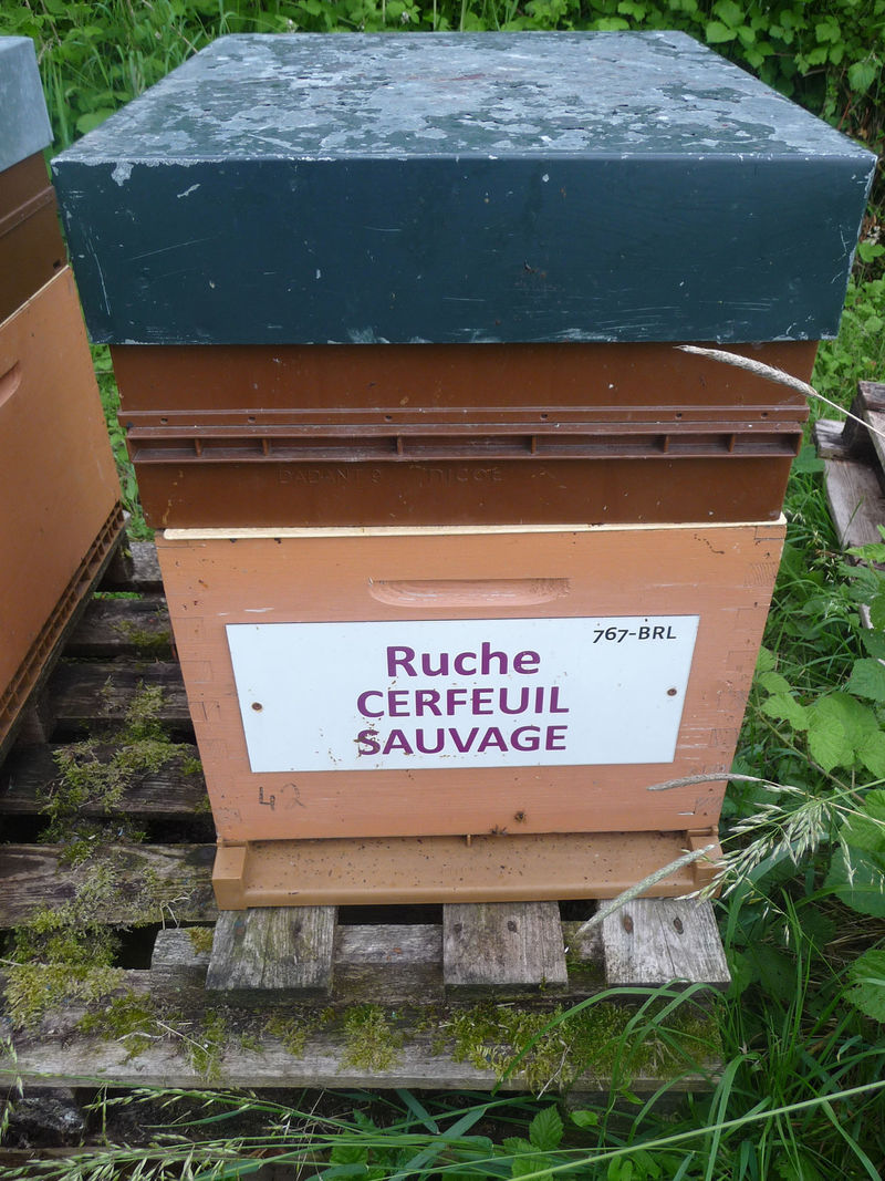La ruche Cerfeuil sauvage