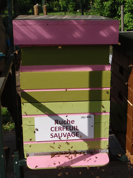 La ruche Cerfeuil sauvage