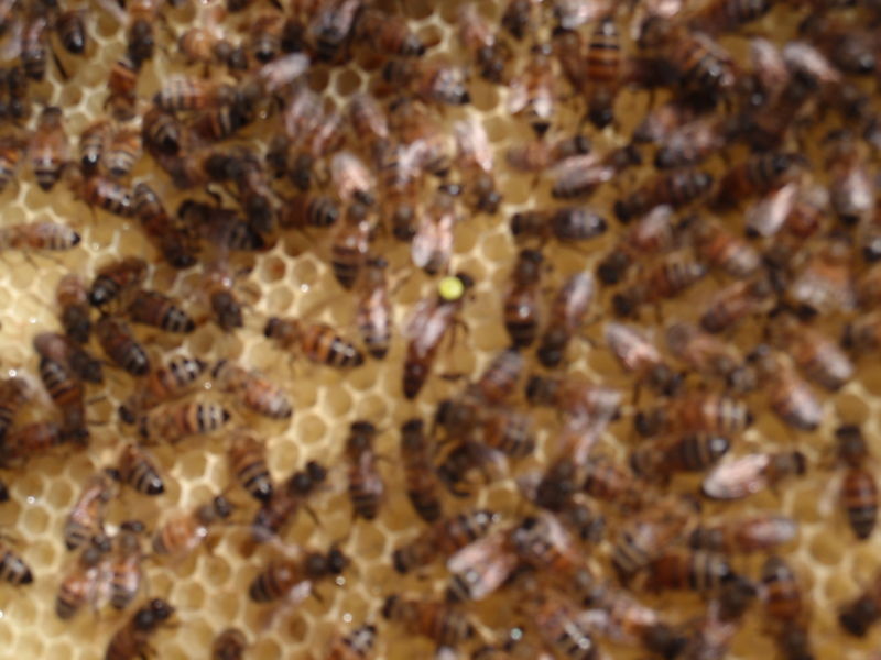 La ruche Cerfeuil sauvage