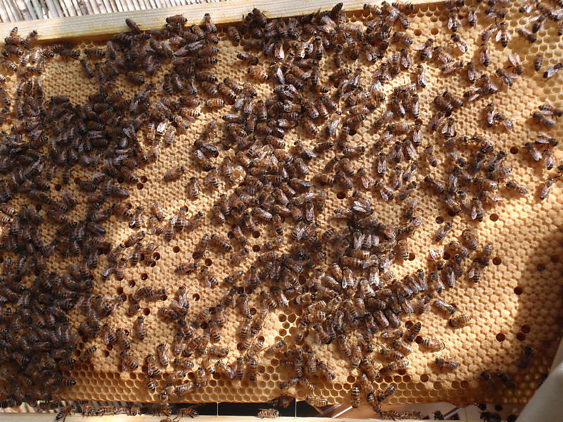 La ruche Cerfeuil sauvage