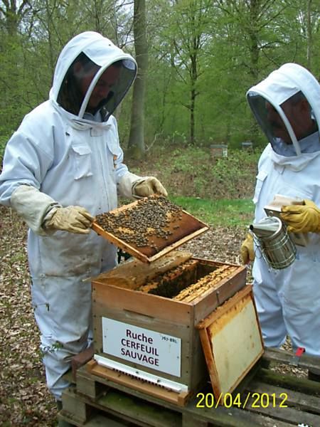 La ruche Cerfeuil sauvage