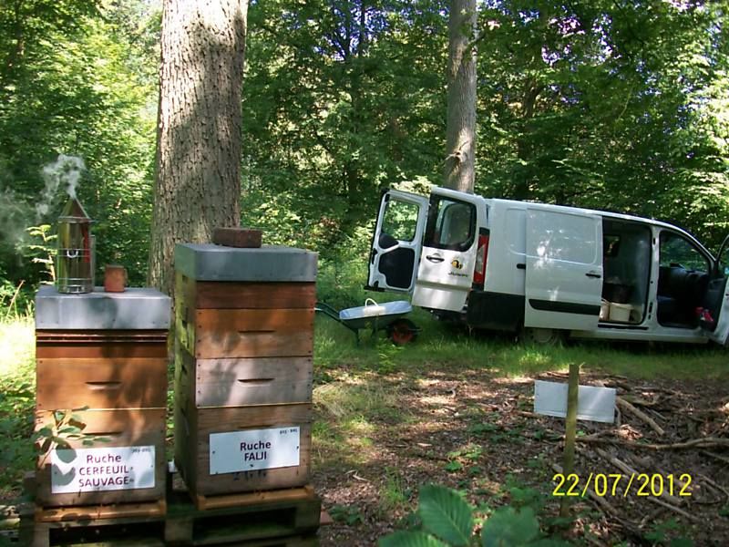 La ruche Cerfeuil sauvage