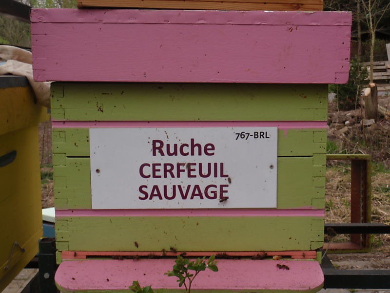 La ruche Cerfeuil sauvage