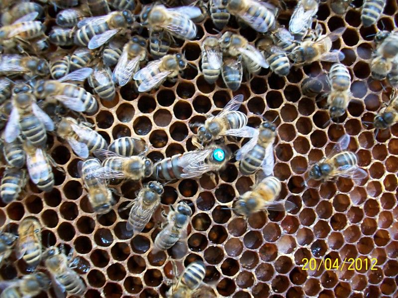 La ruche Cerfeuil sauvage