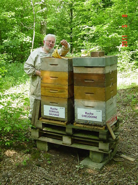 La ruche Cerfeuil sauvage