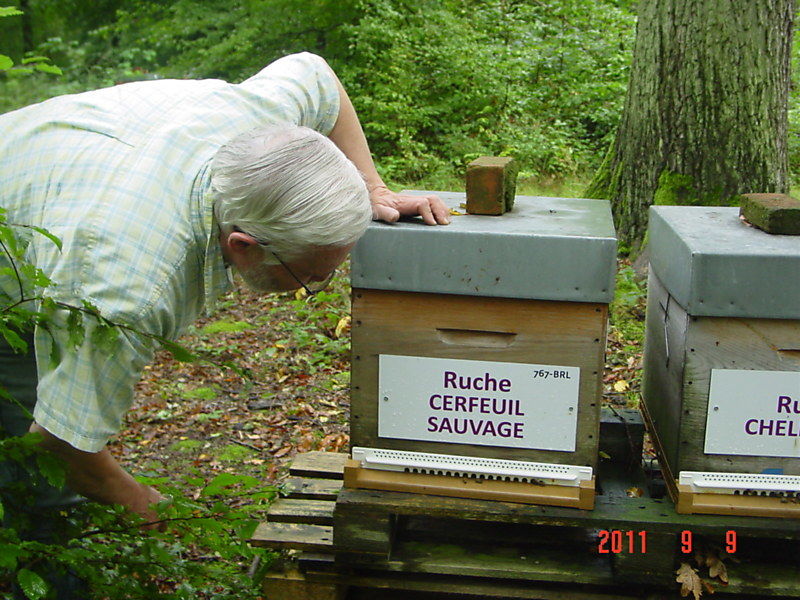 La ruche Cerfeuil sauvage