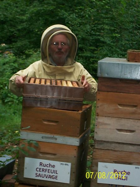 La ruche Cerfeuil sauvage