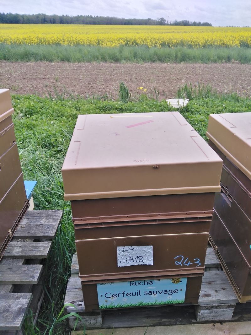 La ruche Cerfeuil sauvage