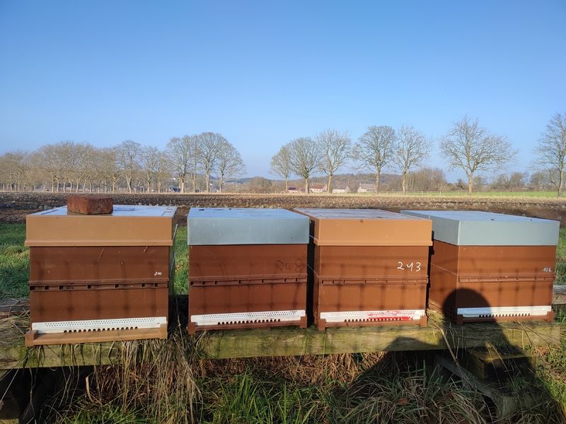 La ruche Cerfeuil sauvage