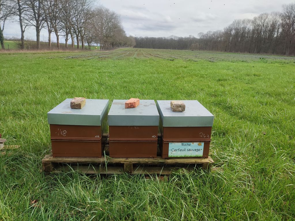 La ruche Cerfeuil sauvage