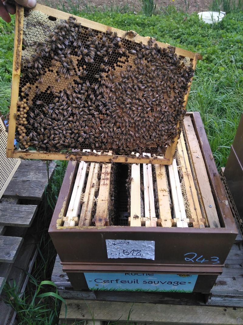 La ruche Cerfeuil sauvage