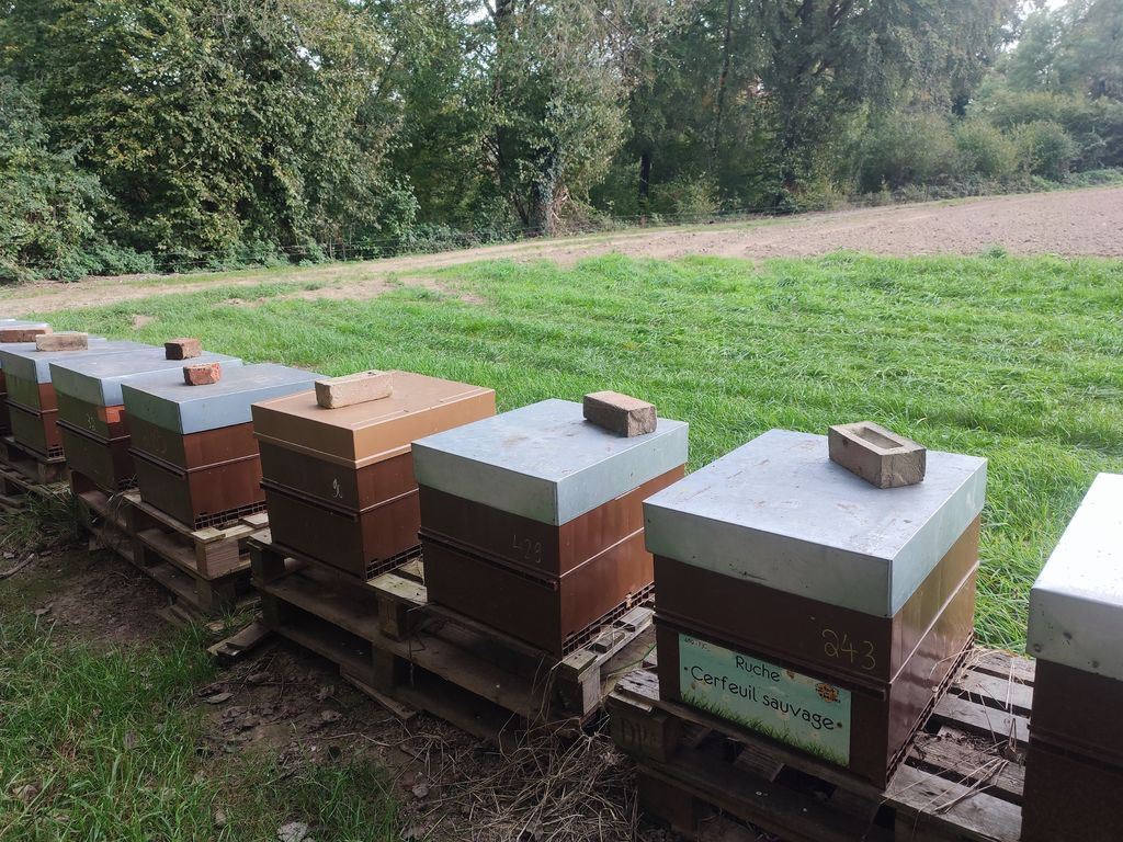 La ruche Cerfeuil sauvage