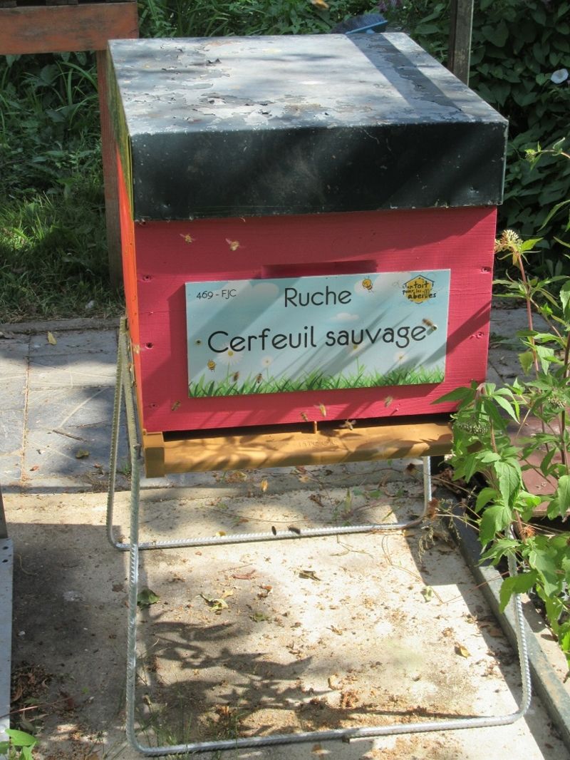 La ruche Cerfeuil sauvage