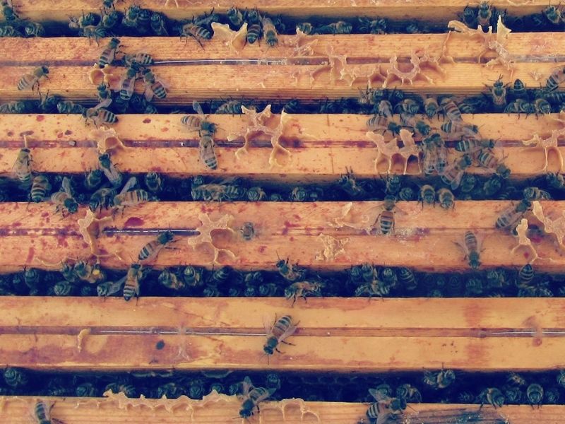 La ruche Cerfeuil sauvage