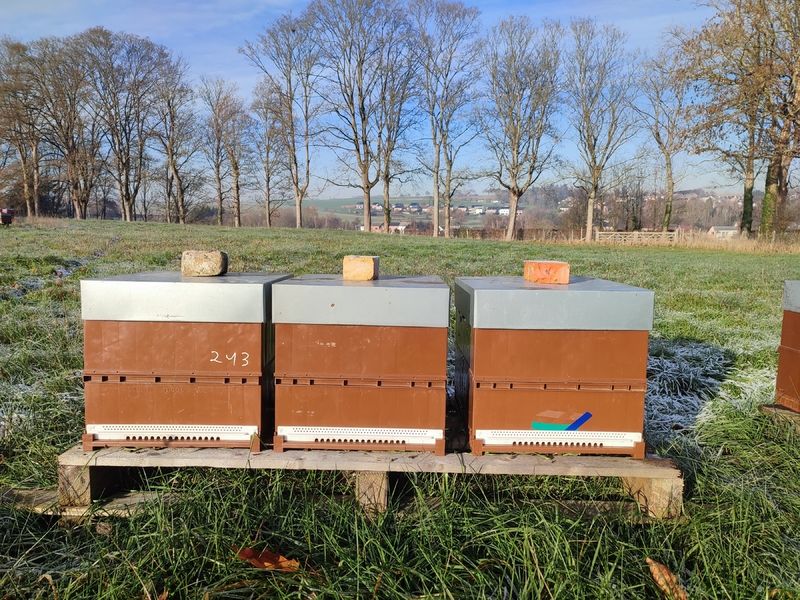 La ruche Cerfeuil sauvage