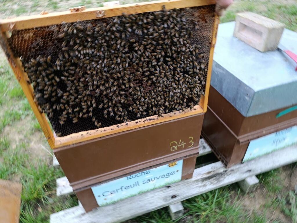 La ruche Cerfeuil sauvage