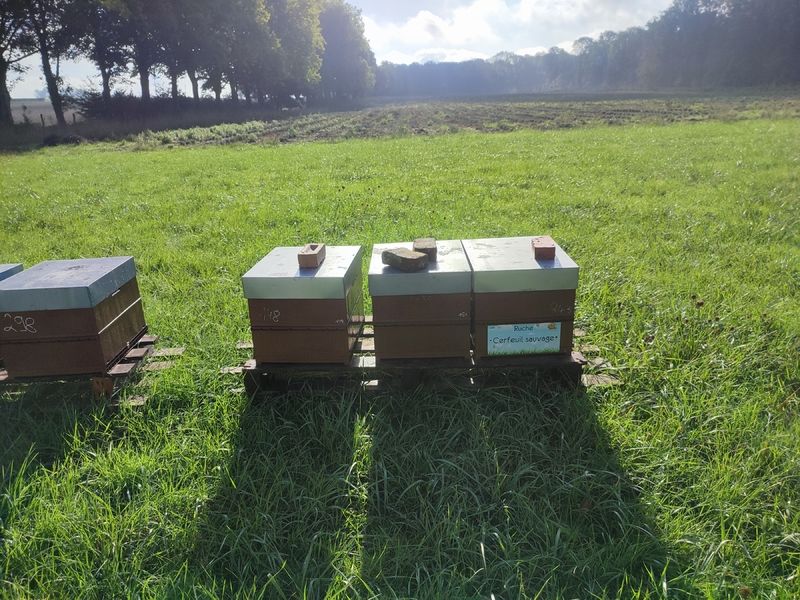 La ruche Cerfeuil sauvage