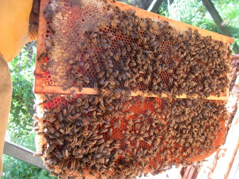 La ruche Cerfeuil sauvage