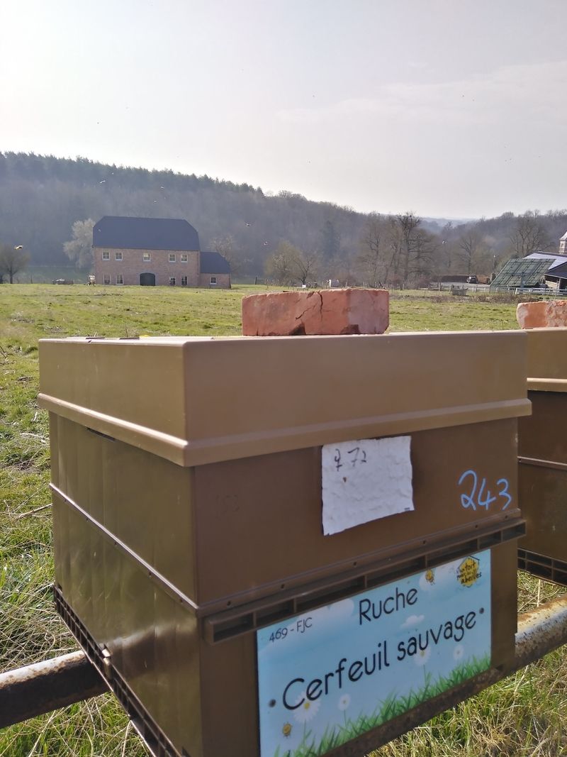 La ruche Cerfeuil sauvage