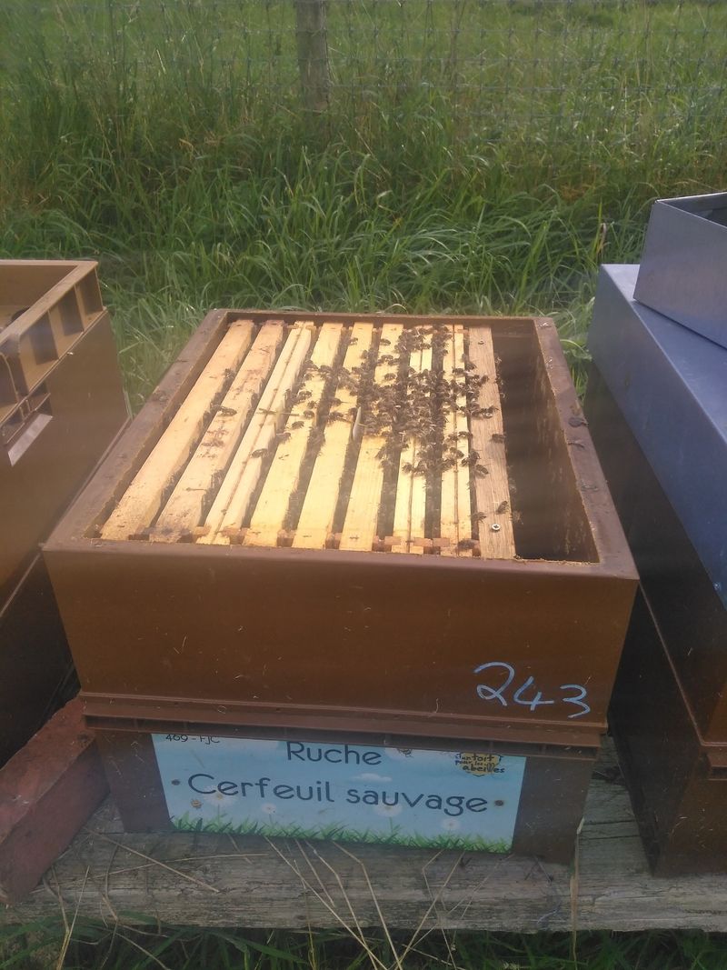 La ruche Cerfeuil sauvage