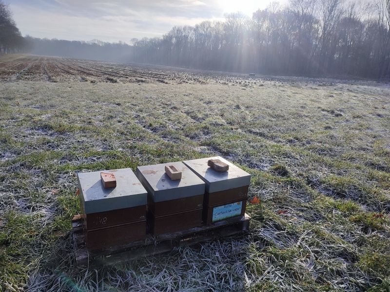 La ruche Cerfeuil sauvage