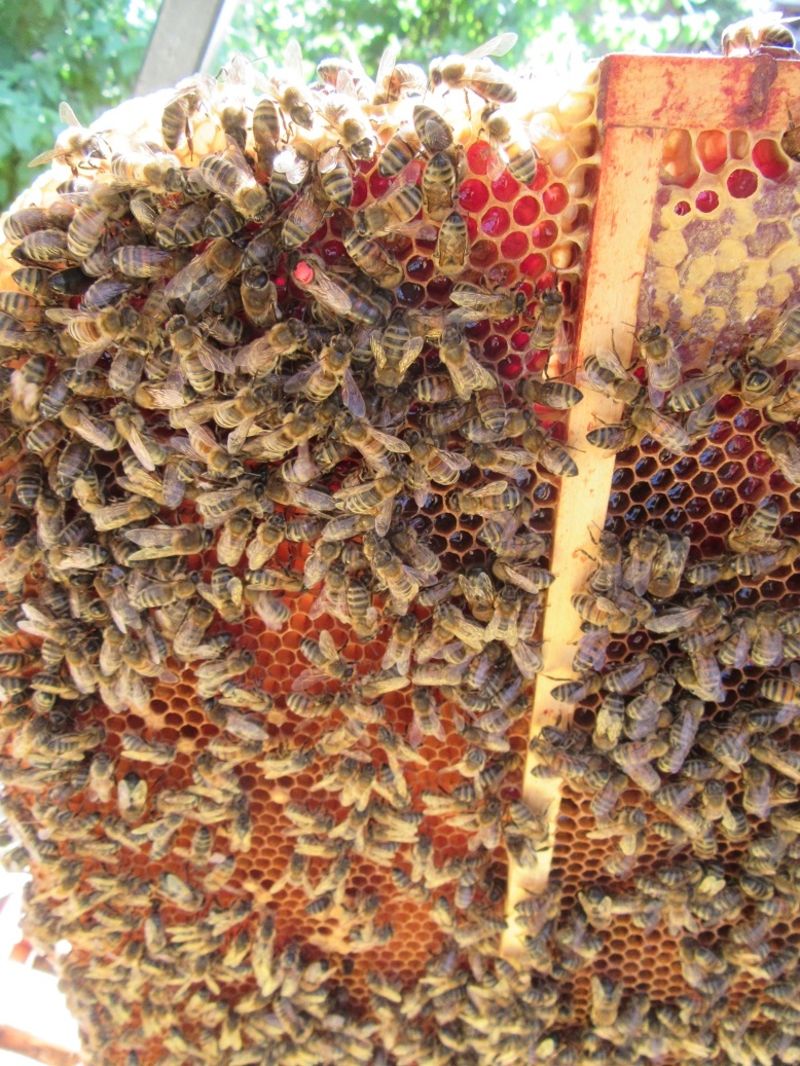 La ruche Cerfeuil sauvage