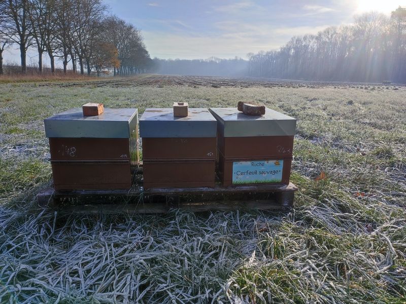 La ruche Cerfeuil sauvage