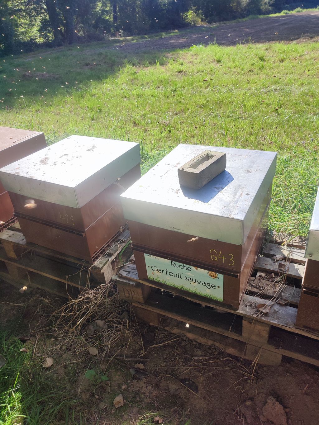 La ruche Cerfeuil sauvage