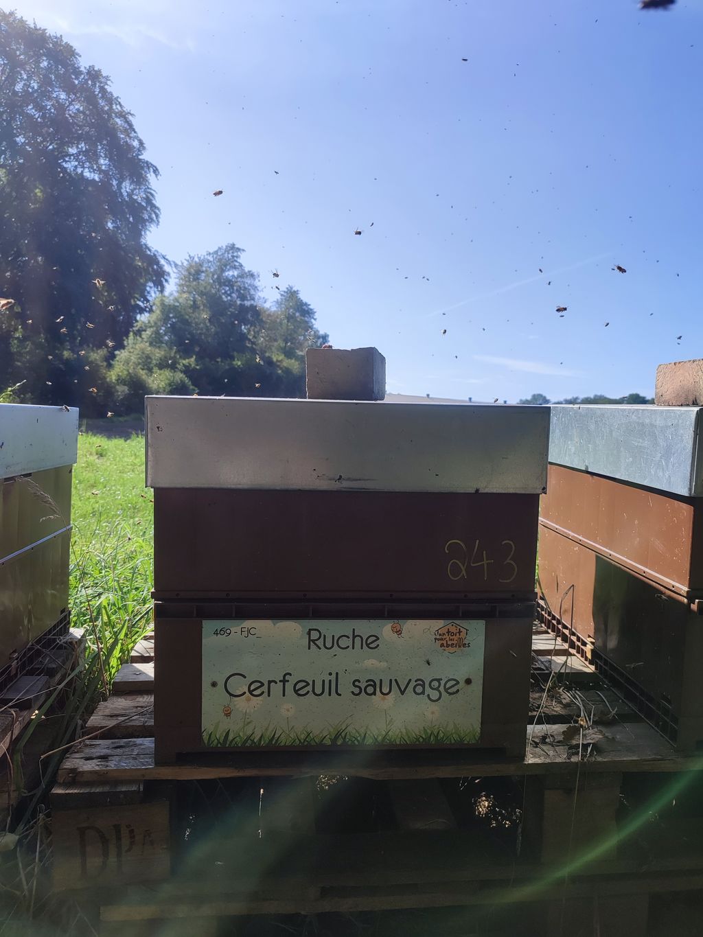 La ruche Cerfeuil sauvage