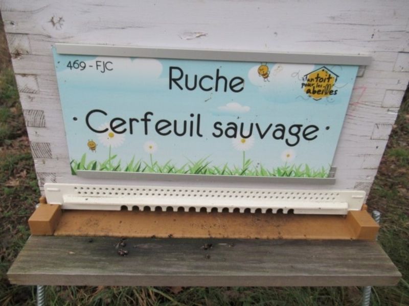 La ruche Cerfeuil sauvage