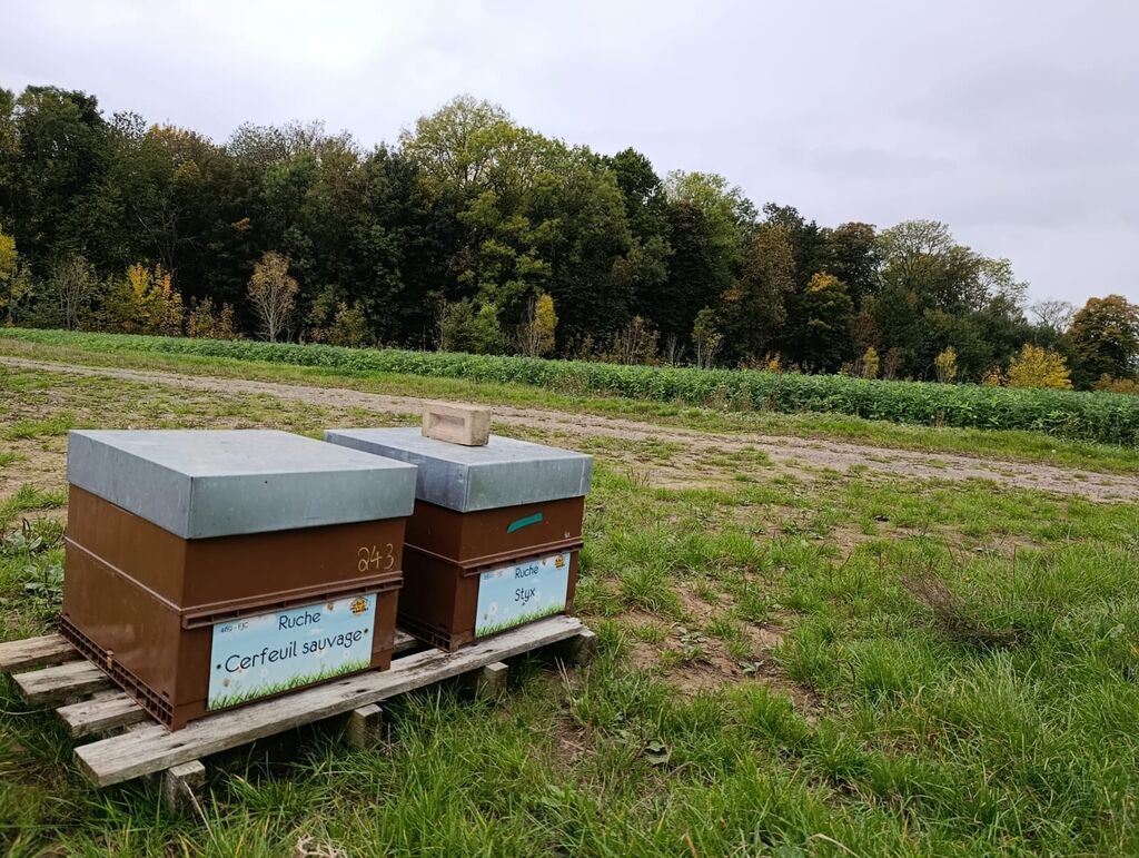 La ruche Cerfeuil sauvage