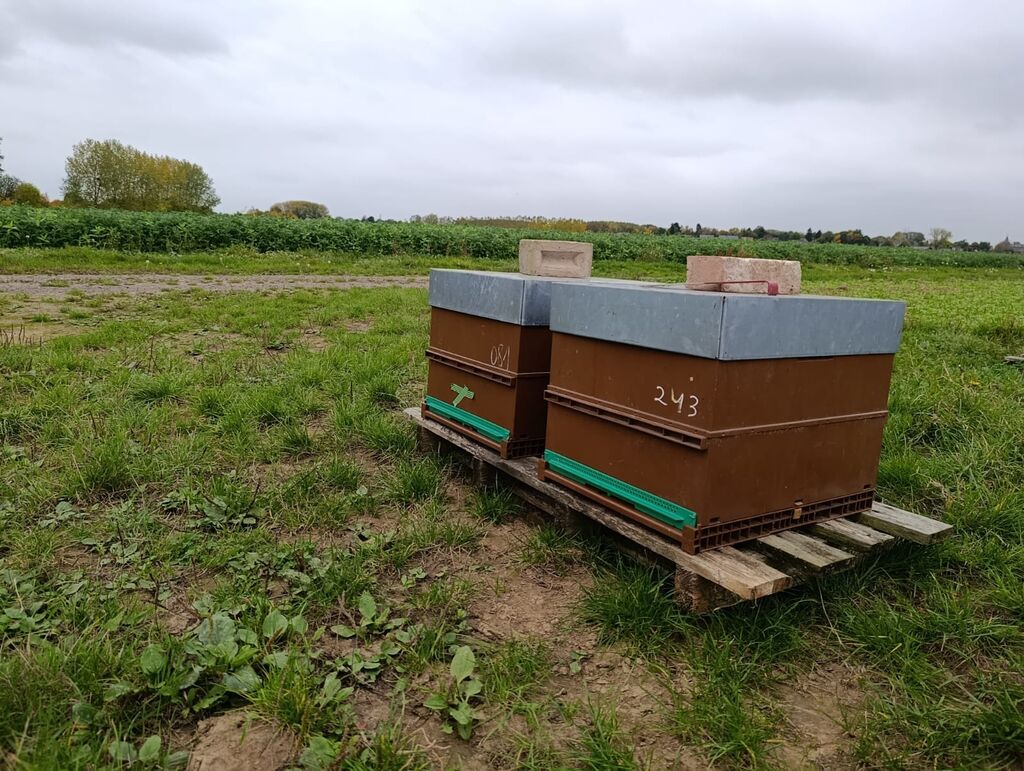 La ruche Cerfeuil sauvage