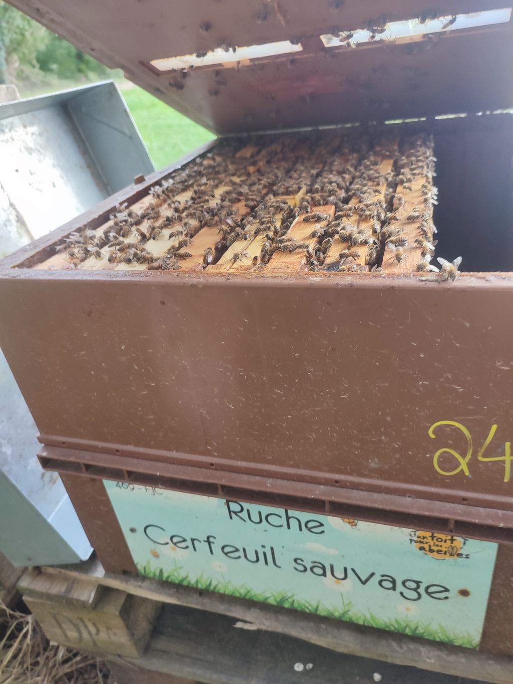 La ruche Cerfeuil sauvage