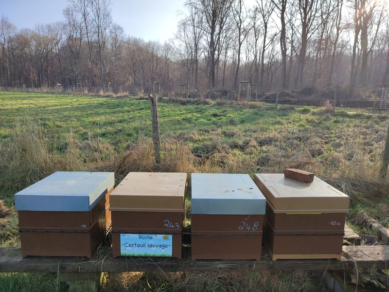 La ruche Cerfeuil sauvage