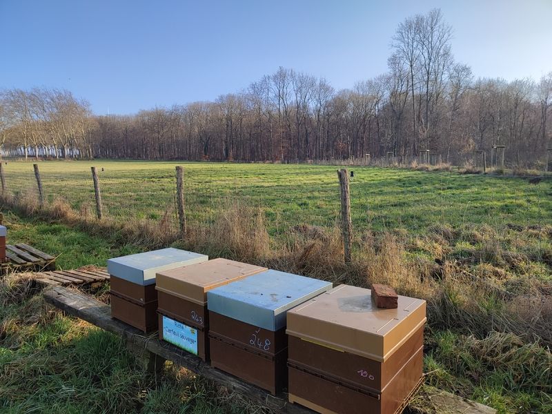 La ruche Cerfeuil sauvage