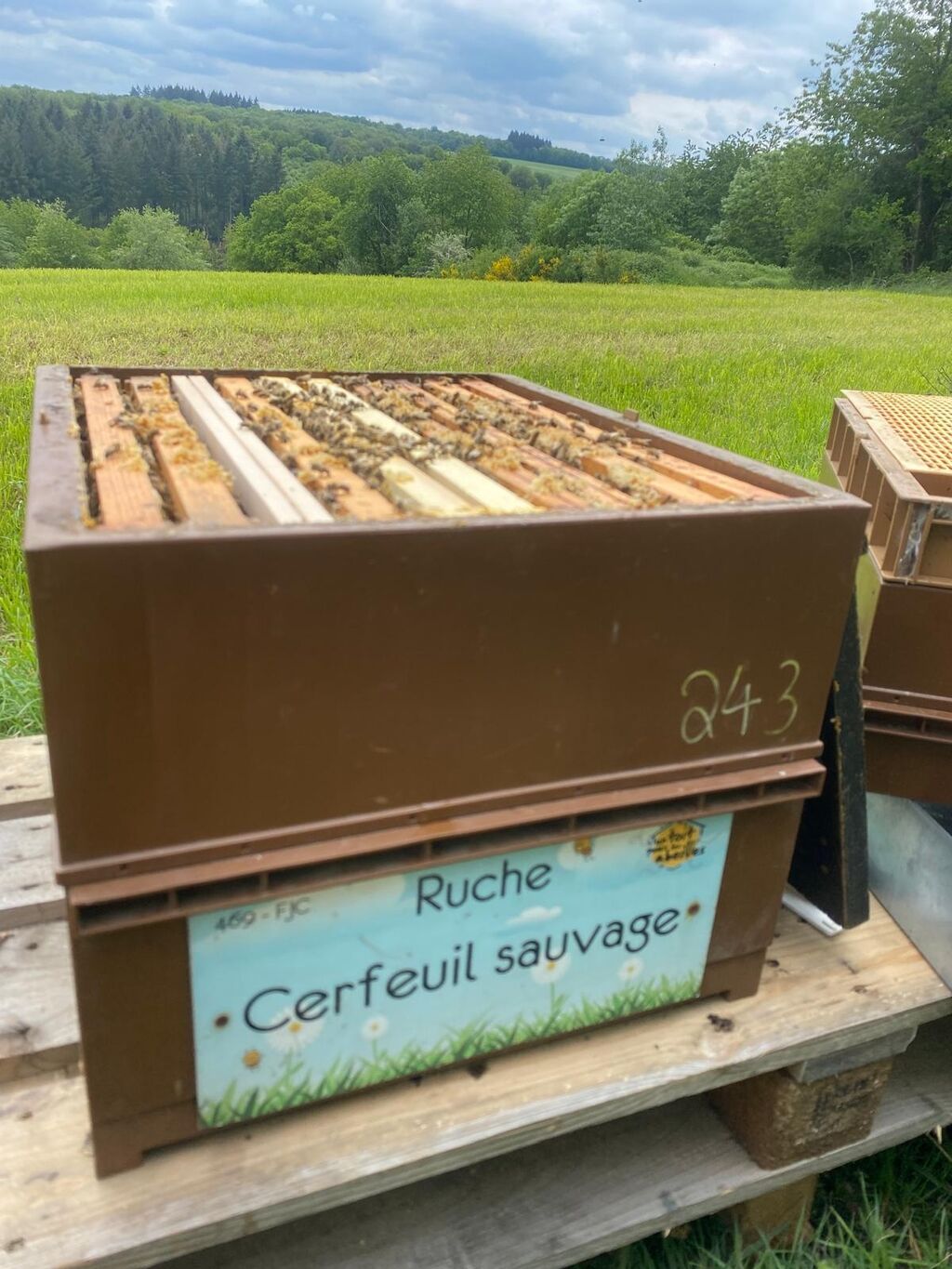 La ruche Cerfeuil sauvage