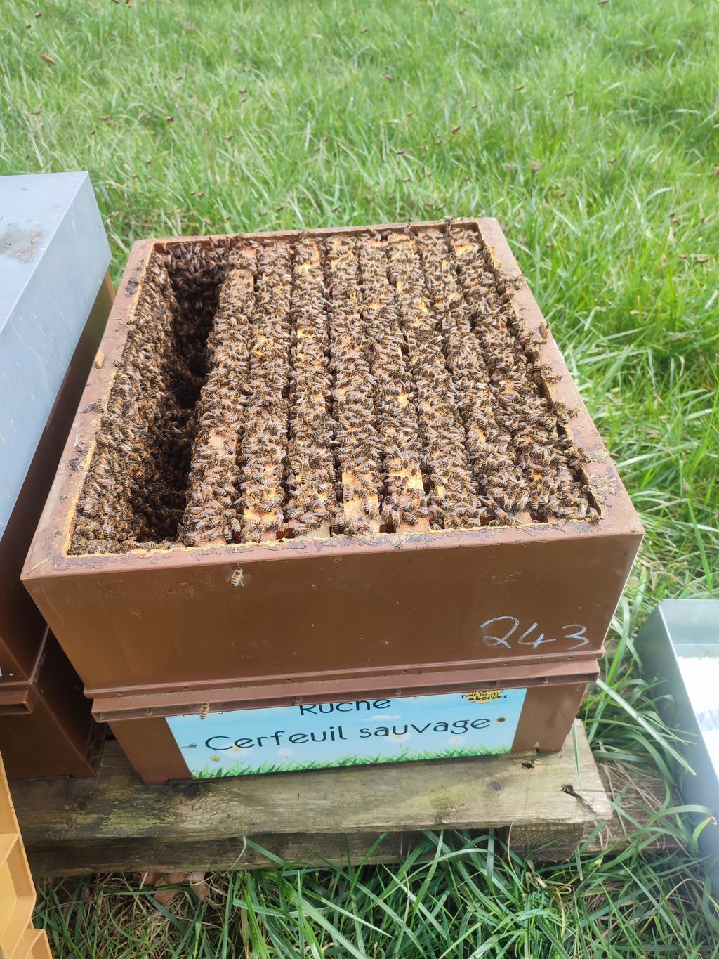 La ruche Cerfeuil sauvage