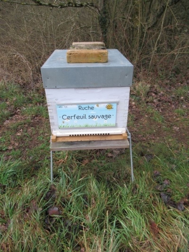 La ruche Cerfeuil sauvage
