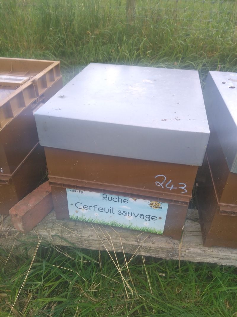 La ruche Cerfeuil sauvage