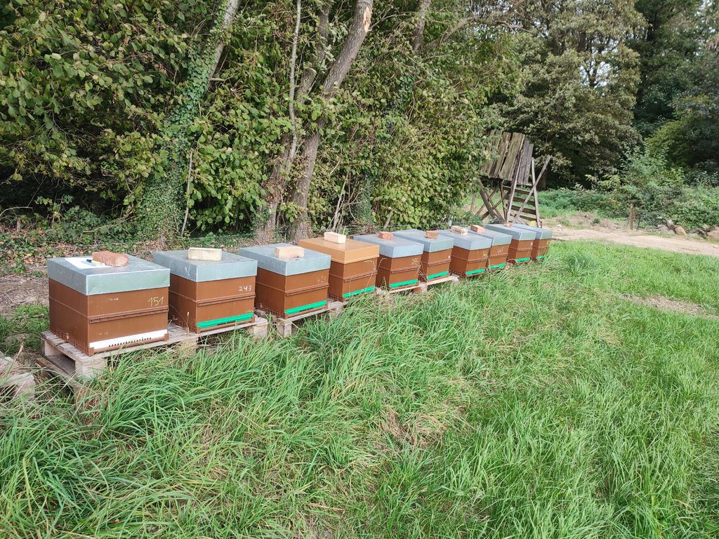 La ruche Cerfeuil sauvage