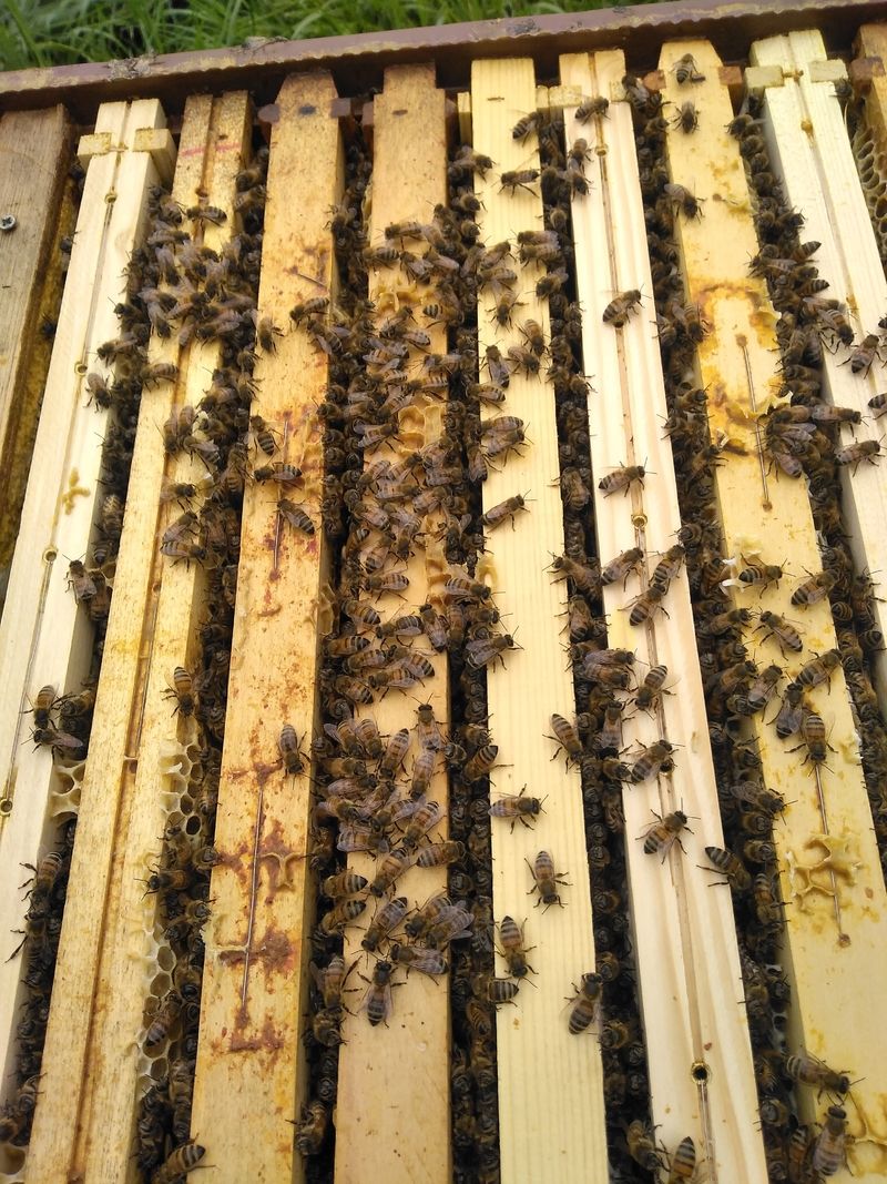 La ruche Cerfeuil sauvage