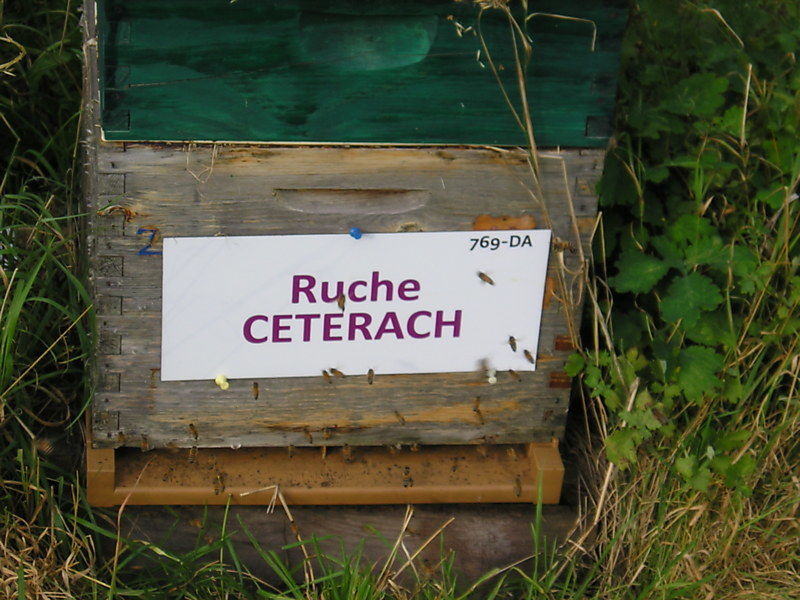 La ruche Cétérach